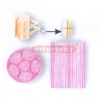 THREE-DIMENSIONAL MODEL OF KERATINIZED STRATIFIED SQUAMOUS EPITHELIUM